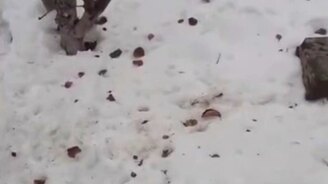 Когда стал кормить птичек салом - смотреть видео (0:15)