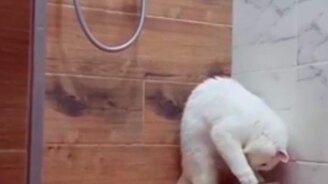 Что делает кошка утром в душе - смотреть видео (0:31)