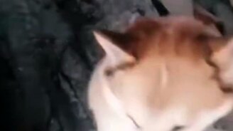 Собака приютила рожающую мать - смотреть видео (0:35)