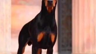 Когда ожидание разбилось о реальность - смотреть видео (0:14)