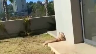 Тут во дворе свой крот завёлся - смотреть видео (0:19)