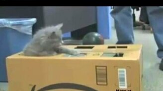 Котёнок на рыбалке - смотреть видео (0:37)