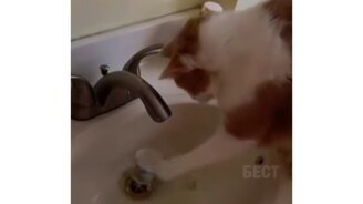 Кот сам пьёт из стаканчика - смотреть видео (0:23)