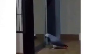 Гоша - орёл или хулиган? - смотреть видео (0:59)