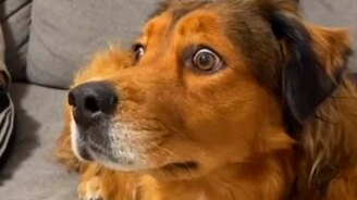 Самая удивлённая собака - смотреть видео (0:14)