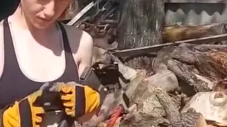 Барышня колет дрова - смотреть видео (0:17)