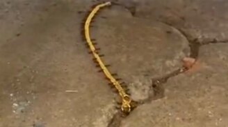 Хозяйственные муравьишки - смотреть видео (0:15)