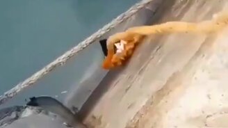 Спасли кота из канала - смотреть видео (0:52)