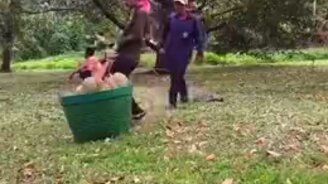 Как собирают дуриан - смотреть видео (0:46)