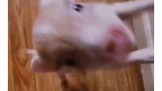 Поросёнок проголодался - смотреть видео (0:17)