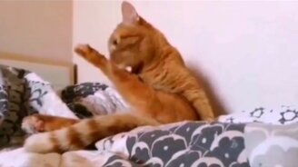 Дорогой, давай заведём собаку - смотреть видео (0:11)