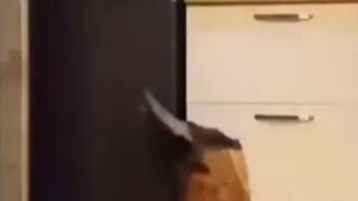 Кошачий фристайл - смотреть видео (0:20)