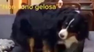 Как собака ревнует - смотреть видео (0:09)