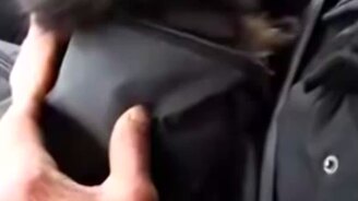 Кот Зевс хочет домой - смотреть видео (0:59)