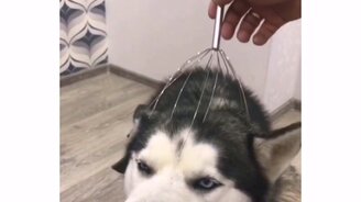 Хаски нравится массаж - смотреть видео (0:06)