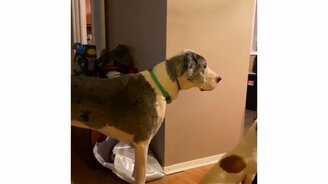 Когда хозяин сел обедать - смотреть видео (0:13)