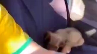 Приручил щеночка - смотреть видео (1:01)