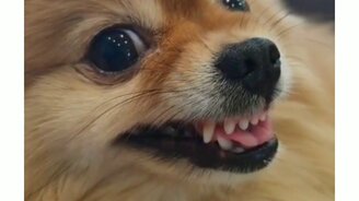 Когда отвратительное настроение - смотреть видео (0:12)