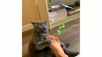 Куснуть хозяина не удалось - смотреть видео (0:08)