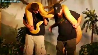 Питон хулиган - смотреть видео (0:46)