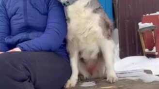 Я же рядом, хозяйка! - смотреть видео (0:28)