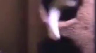 Кот нашёл себе занятную игру - смотреть видео (0:10)