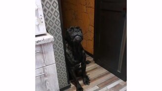 Пёсик проголодался - смотреть видео (0:23)