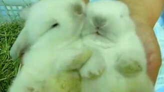 Братцы кролики - смотреть видео (0:56)