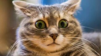 Букет прикольных котов - смотреть видео (2:58)