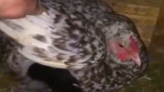 Котята у курицы вылупились - смотреть видео (0:40)