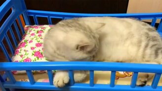 Когда нет своих детей - смотреть видео (0:25)