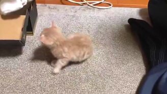 Когда детёныш чувствует любовь - смотреть видео (2:03)