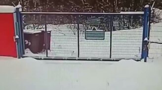 Заяц, убежавший от волка - смотреть видео (0:31)