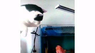 Рыба, которая решила напасть в ответ - смотреть видео (0:06)