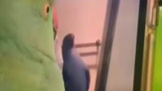 Посмотрю на птичек - смотреть видео (0:14)