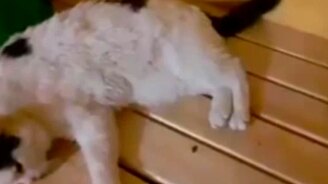 Кот пришёл попариться - смотреть видео (1:54)