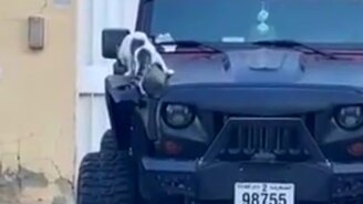 Котик и сигнализация - смотреть видео (0:20)