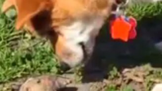 Привет, ты кто такой? - смотреть видео (0:24)