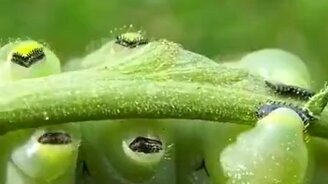 Как передвигается гусеница - смотреть видео (0:09)