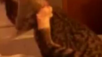 Так неудобно умываться - смотреть видео (0:17)