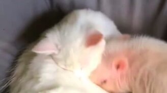 Няня для поросят - смотреть видео (0:20)