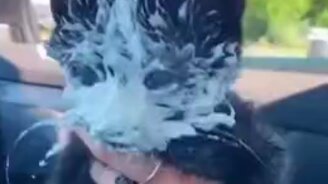 Котёнок обескуражен вкусом - смотреть видео (0:16)