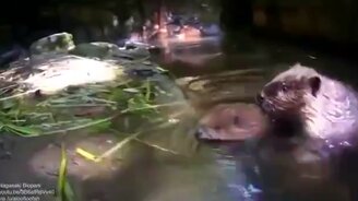 Бобрёнок плавает - смотреть видео (1:00)