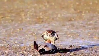 Как выглядит атака сокола - смотреть видео (0:38)