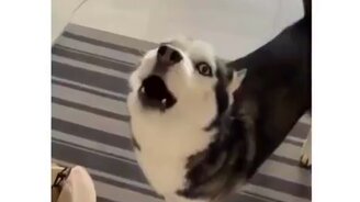 Хаски жалуется хозяйке - смотреть видео (0:27)