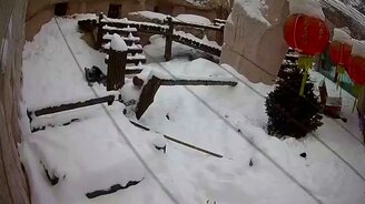 Панда нашла развлечение - смотреть видео (0:41)