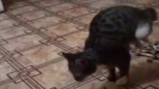 Котик-акробат - смотреть видео (0:12)