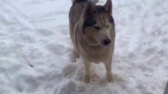 Хаски ещё не нагулялся - смотреть видео (0:20)