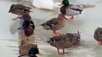 Утка-ледокол весной - смотреть видео (0:18)