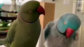 Попугайчики беседуют - смотреть видео (1:00)